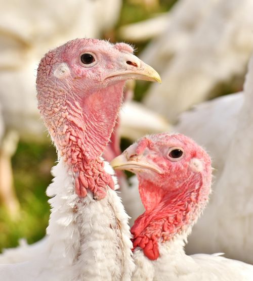 turkeys birds poultry