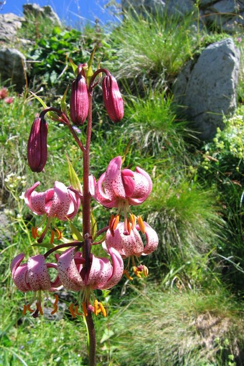 turk's cap lily martagon lily lily