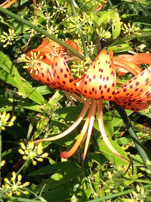 turk's cap lily flower bloom