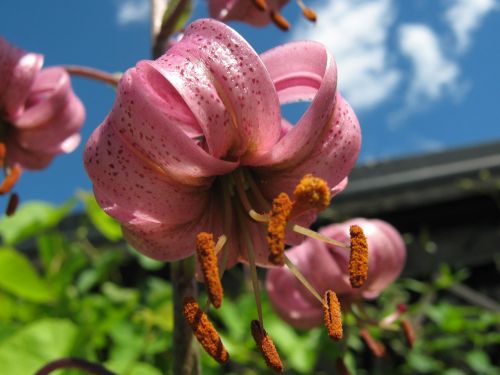 turk's cap lily flower bloom