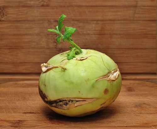 turnip a vegetable closeup