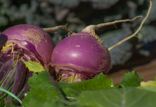 turnips vegetables soup