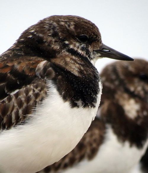 turnstone bird winter