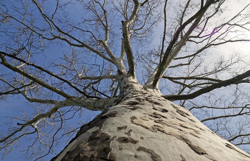 turntable  tree  arbor