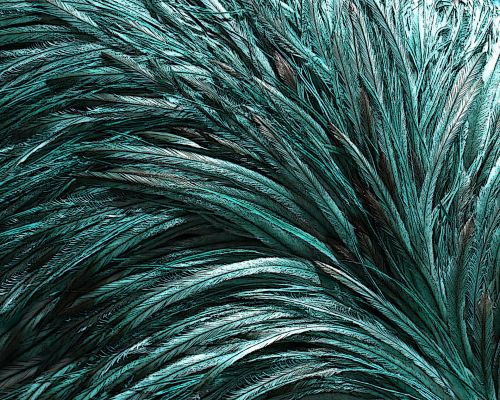 Turquoise Ostrich Feather Background
