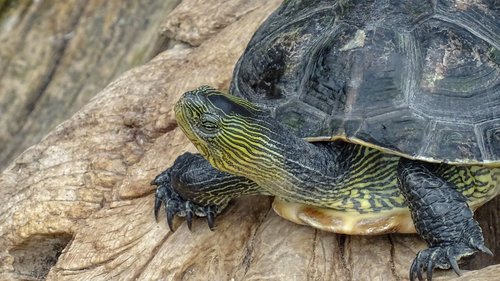 turtel  schildkröte  animal