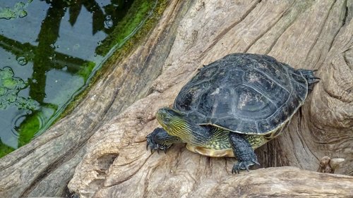 turtel  schildkröten  freude