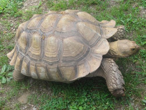 turtle shell turtles