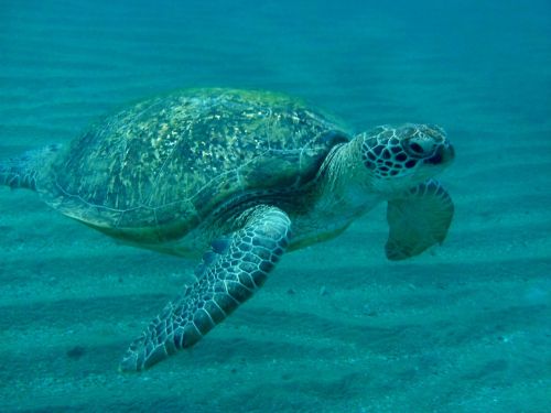 turtle sea ​​turtle egypt