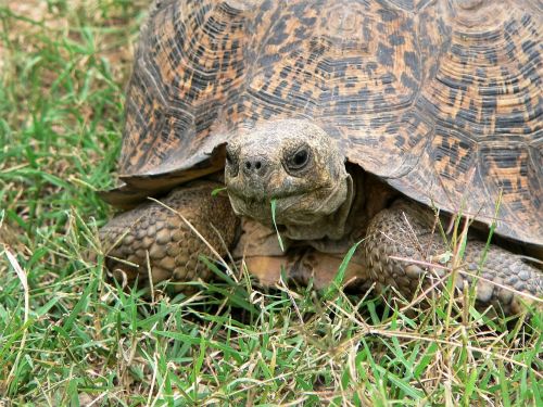 turtle eat grass