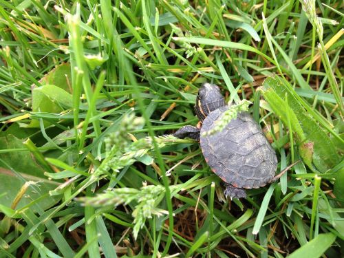 turtle grass baby