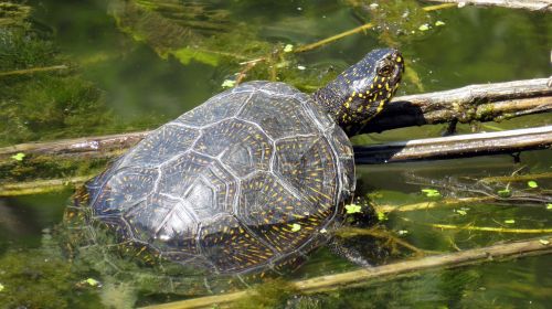 turtle kornjaca nature