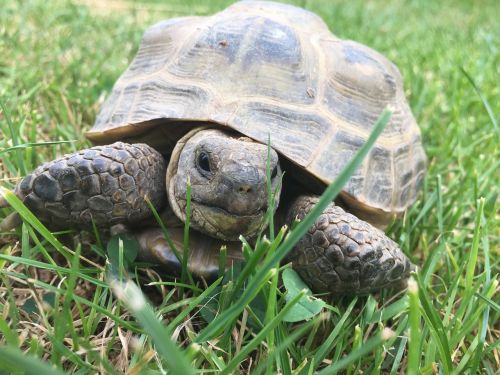 turtle grass nature