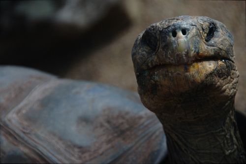 turtle portrait face