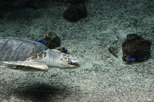 turtle zoo underwater