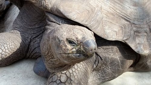 turtle animals zoo