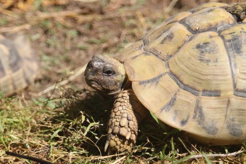 turtle spring tortoise