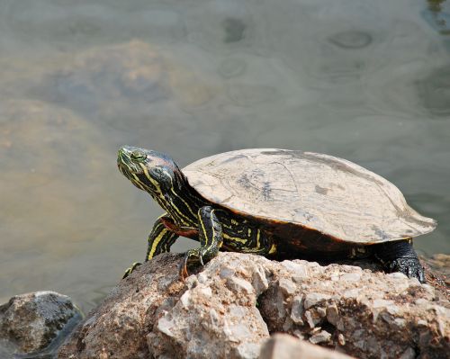 turtle rock animal