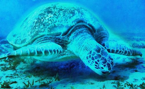 turtle mar animals
