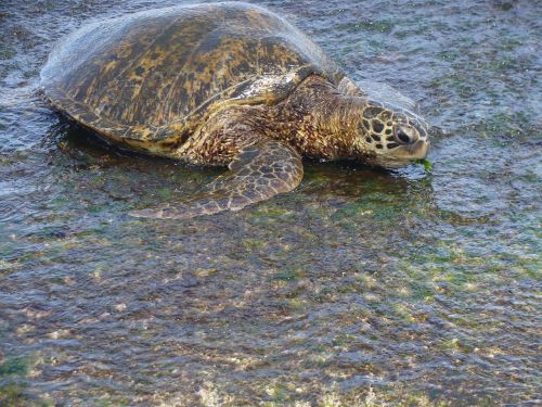 turtle hawaii turtle beach