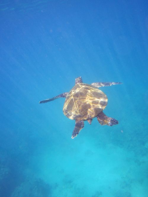 turtle animal hawaii