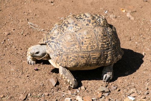 turtle leopard tortoise testudinidae