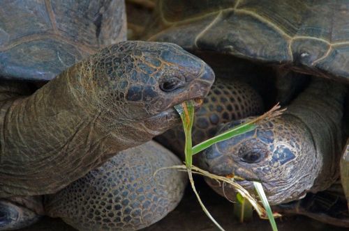 turtle animal animals