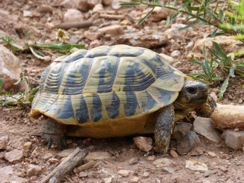 turtle mediterranean tortoise land turtle