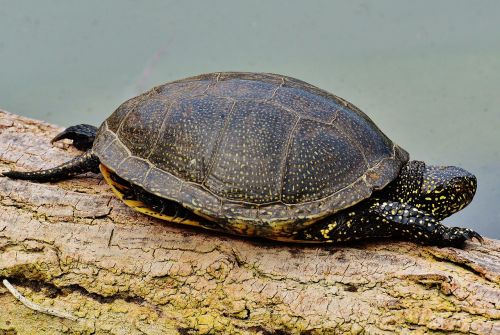 turtle animal reptile
