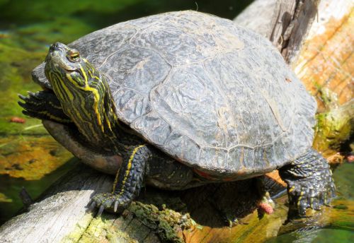 turtle turtle head tortoise