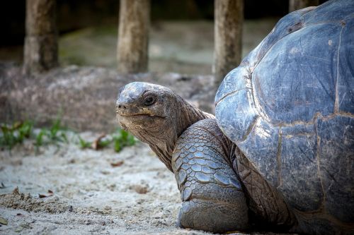 turtle slowly animal