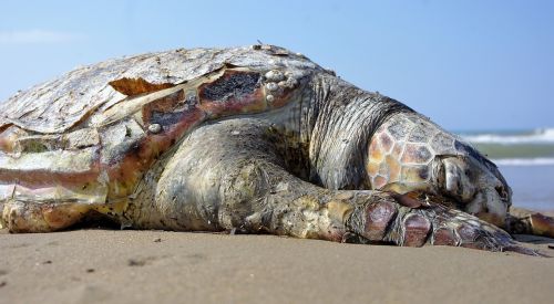 turtle sea sand