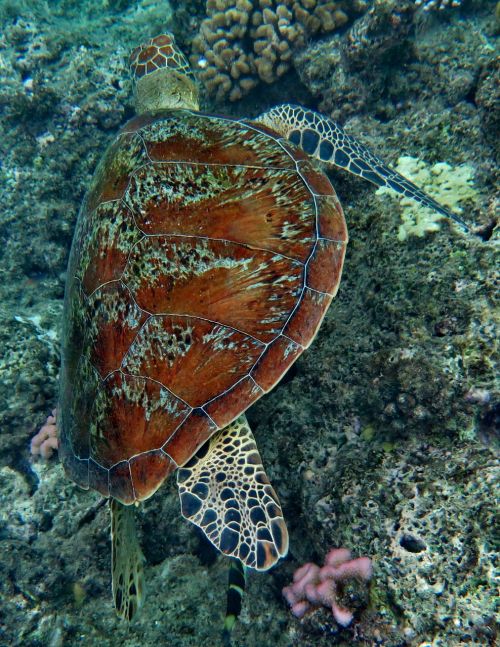 turtle sea life animals