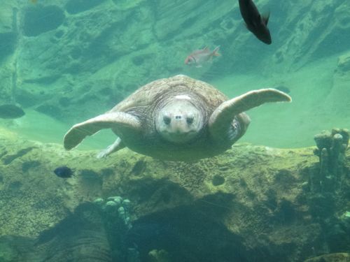 turtle underwater wildlife