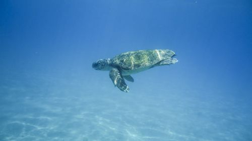 turtle water turtle portrait