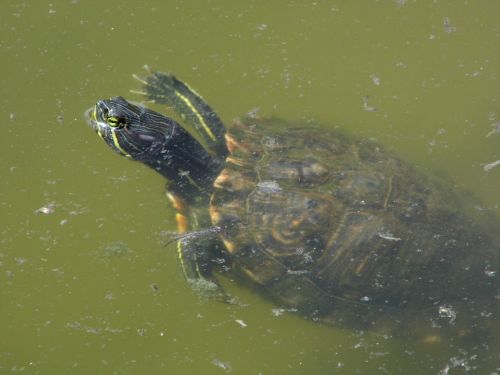 turtle water reptile