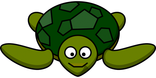 turtle happy animal