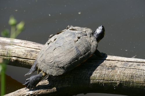 turtle water pond