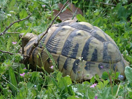 turtle nature wildlife