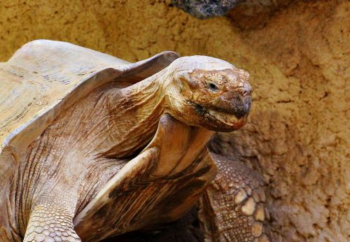 turtle tortoise reptile