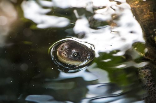 turtle happy head