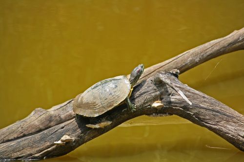 turtle box water