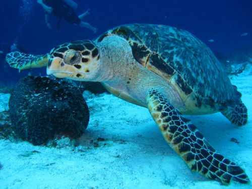 turtle underwater marine