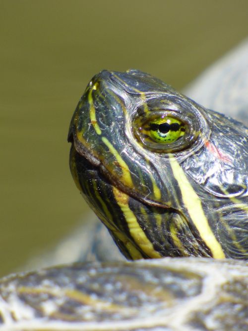 turtle animal close-up