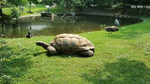 turtle animals zoo