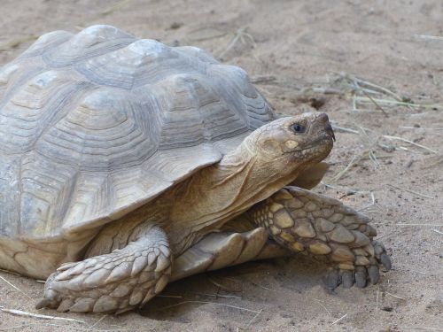 turtle animals slowly