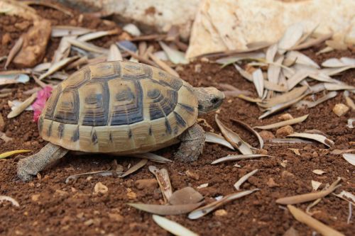 turtle dirt reptile