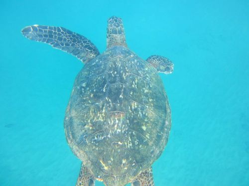 turtle hawaiian tortoise
