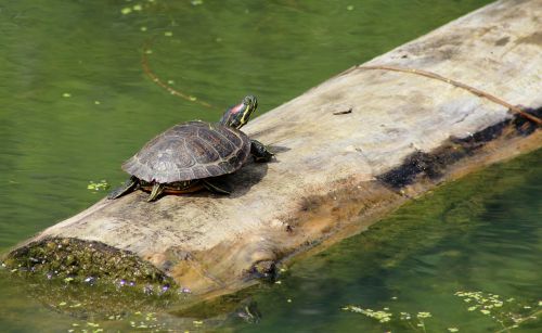 turtle animal carapace