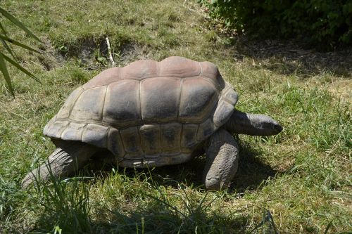 turtle animal zoo